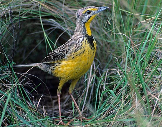 Yellow-throated Longclaw
